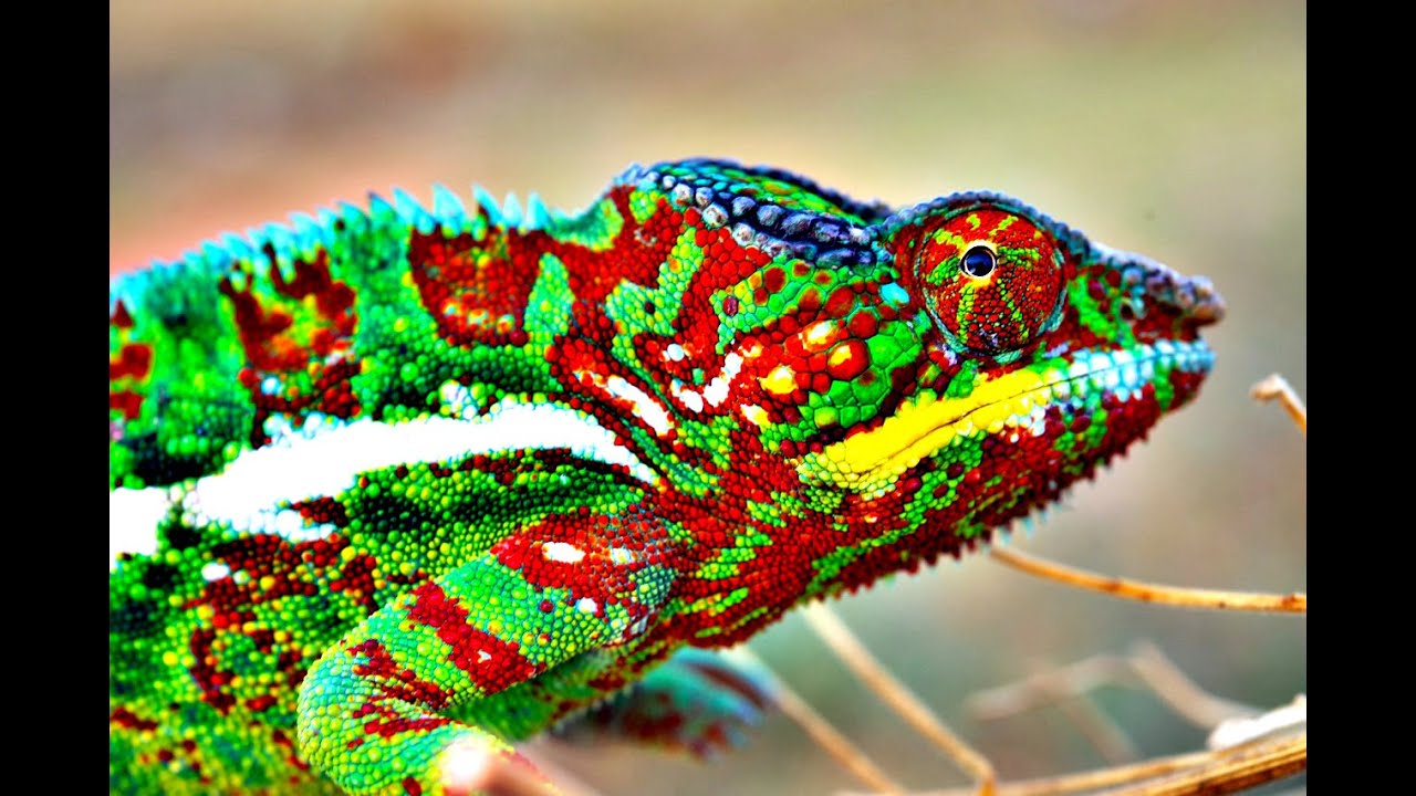Chameleon