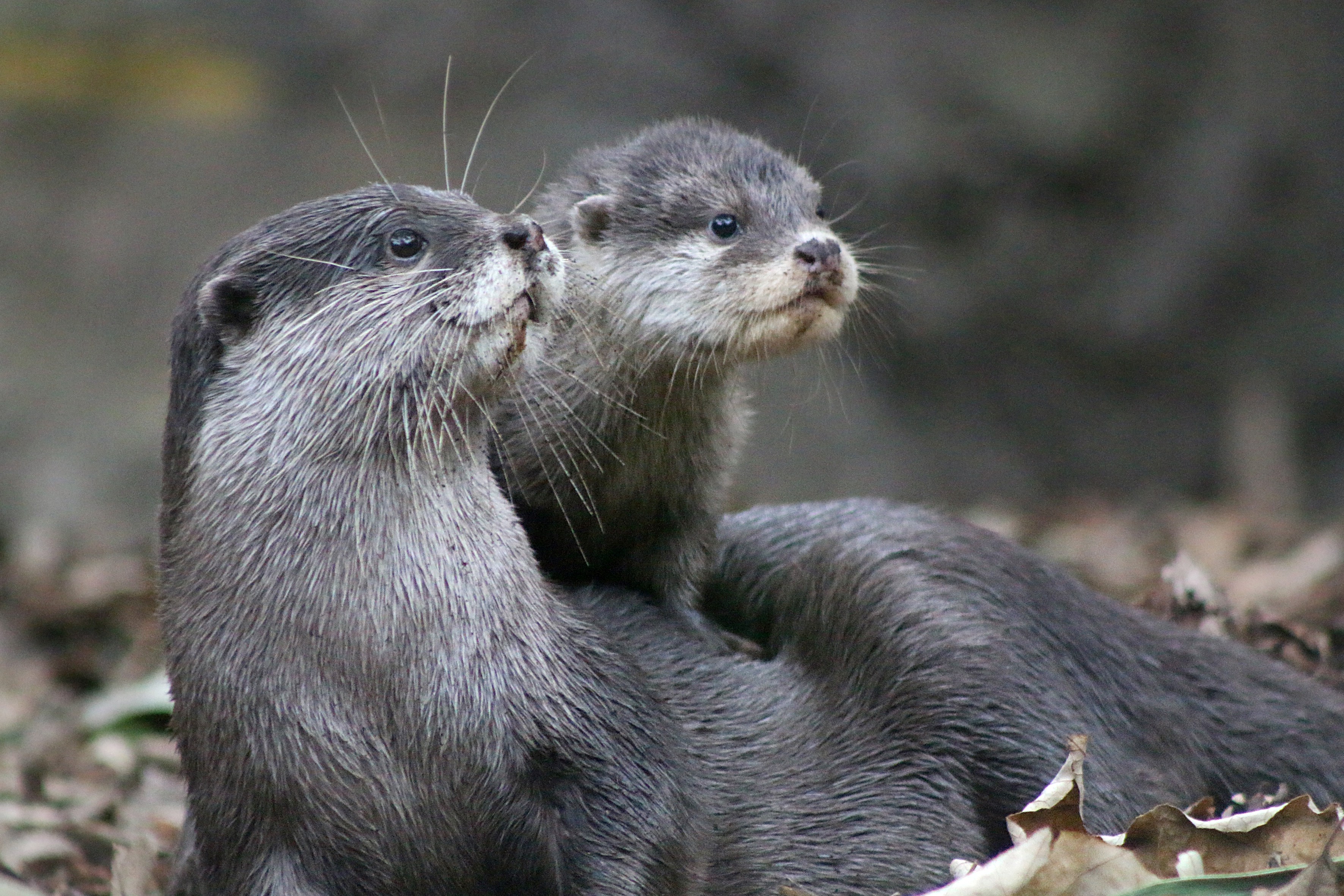 otters