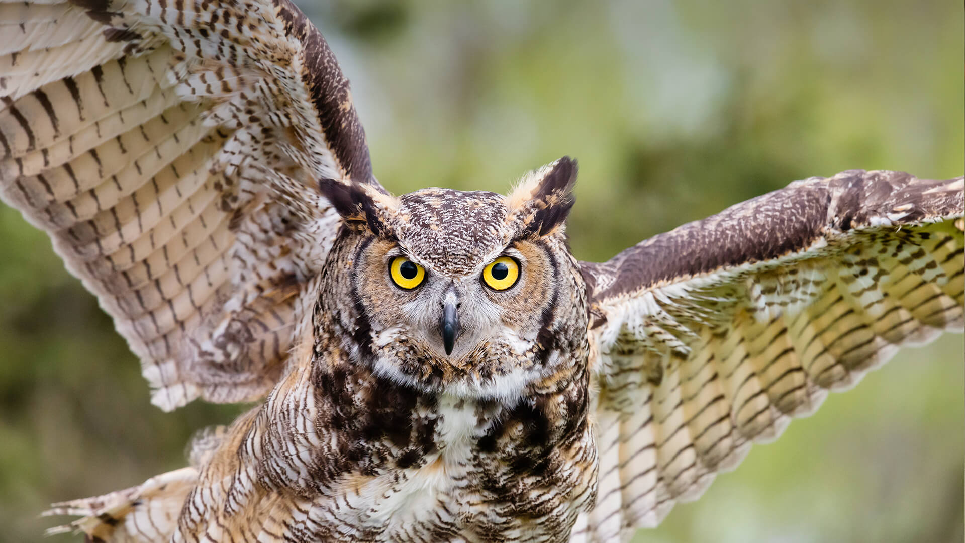 animals_hero_owl